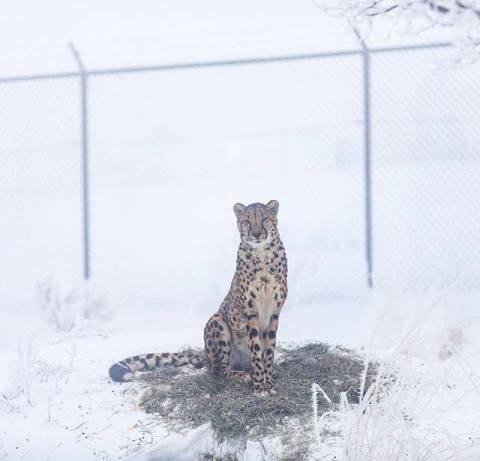 You Can Watch Rare Animals Play In A Winter Wonderland At This Zoo In Nevada