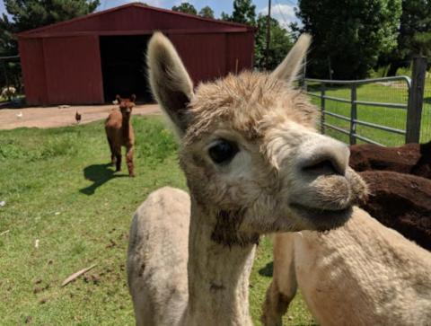 There’s An Alpaca Farm In Mississippi And You’re Going To Love It