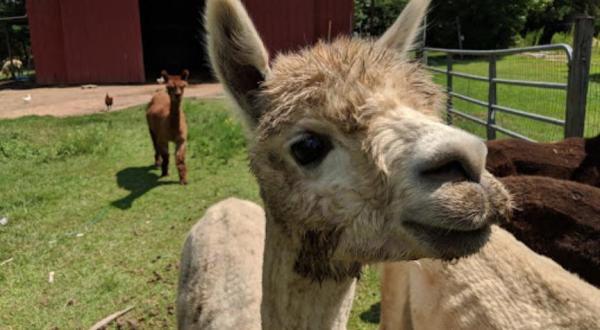 There’s An Alpaca Farm In Mississippi And You’re Going To Love It