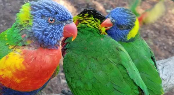 You Can Enjoy Breakfast With Birds At This Illinois Zoo