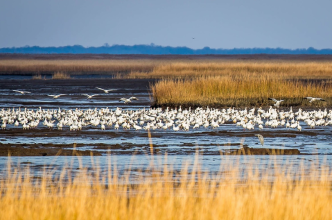 Delaware's Coastal Marshes Hiding In This Incredible Wildlife Refuge Are Like Something From A Dream
