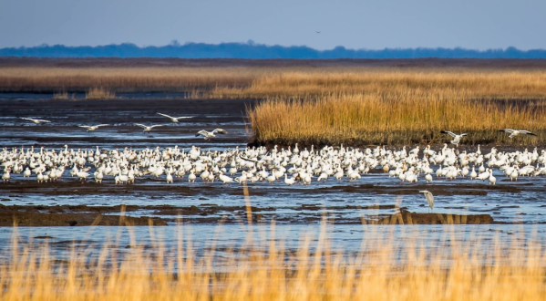Delaware’s Coastal Marshes Hiding In This Incredible Wildlife Refuge Are Like Something From A Dream