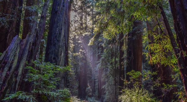 This Ancient American Redwood Forest Is Opening To The Public For The First Time Ever