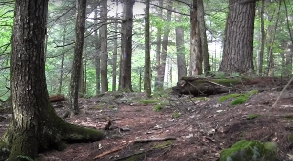 Hike This Ancient Forest In Connecticut That’s Home To 200-Year-Old Trees