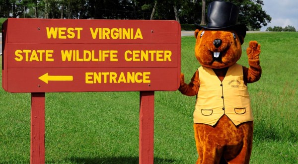 This Can’t-Miss West Virginia Groundhog Day Festival Will Make Your Season Complete