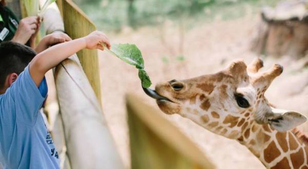 You Can Enjoy Breakfast With Giraffes At This Texas Zoo