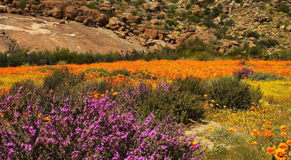 A Spring Super Bloom Is Coming To This Tiny Town In California