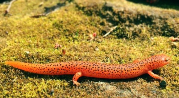 This Wondrous Salamander Migration Near Cleveland Is Truly A Sight To See