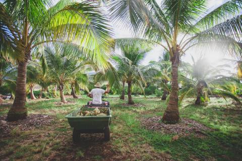 Hawaii's Only Coconut Farm Is A Natural Oasis Just Begging To Be Visited