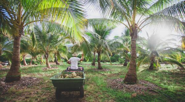 Hawaii’s Only Coconut Farm Is A Natural Oasis Just Begging To Be Visited