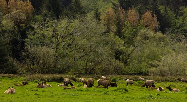 The Magical Place In Northern California Where You Can View A Wild Elk Herd
