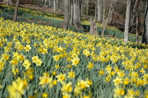 You’ve Never Seen Anything Like This Enchanting Daffodil Garden In Texas