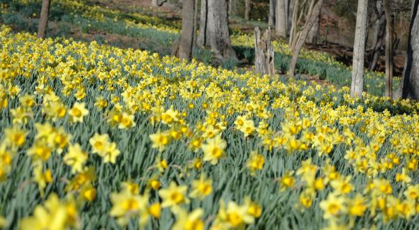 You’ve Never Seen Anything Like This Enchanting Daffodil Garden In Texas