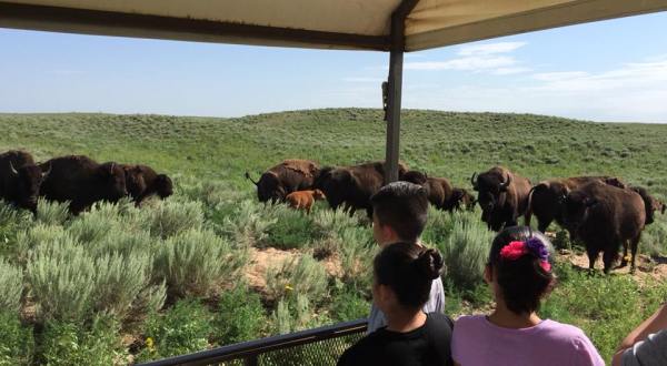 The Magical Place In Kansas Where You Can View A Wild Bison Herd