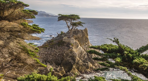 Photography Of The 4 Most Iconic Trees In The US Will Truly Astonish You