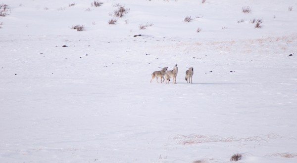 This Hidden Sanctuary In Wyoming Is Home To One Of The Largest Wolf Packs In America