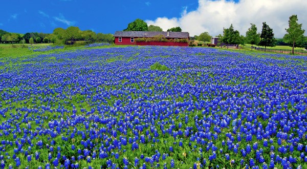 Bluebonnet Season Came Early This Year In Texas And Here Are The Best Places To See Them