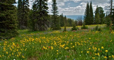 The 7 Best And Most Beautiful Places To See Wildflowers In Idaho This Spring