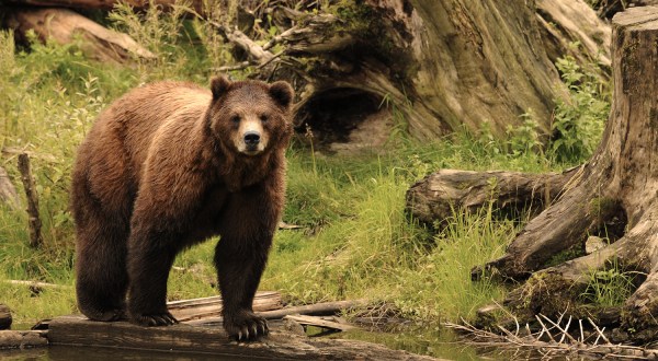 This Hidden Sanctuary Is Home To The Largest Bear Rescue In Alaska