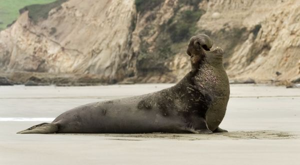 Humungous Elephant Seals Have Taken Over This California Beach And Aren’t Leaving