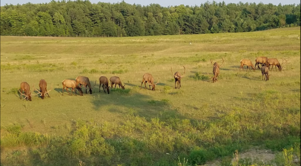 The Magical Place In Michigan Where You Can View A Wild Elk Herd