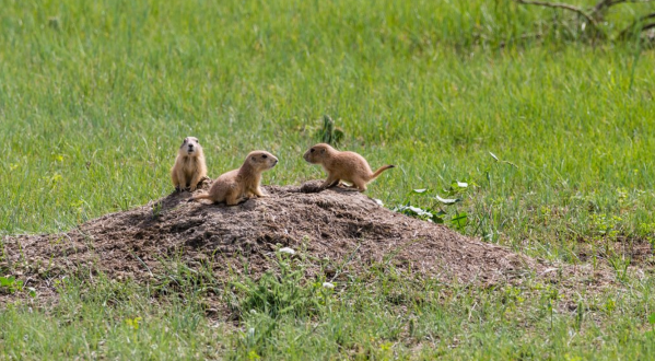 This Trail In North Dakota Will Lead You Right To The Middle Of A Prairie Dog Town