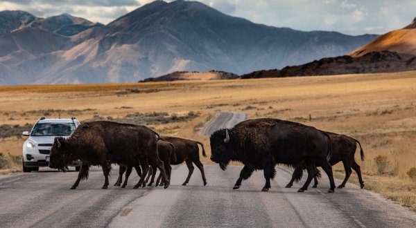 This Hidden Sanctuary In Utah Is Home To One Of The Largest Herds Of Bison In America