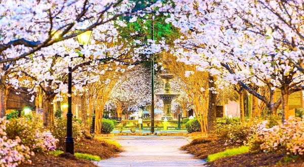 The Most Beautiful Cherry Blossom Festival In Georgia You Won’t Want To Miss