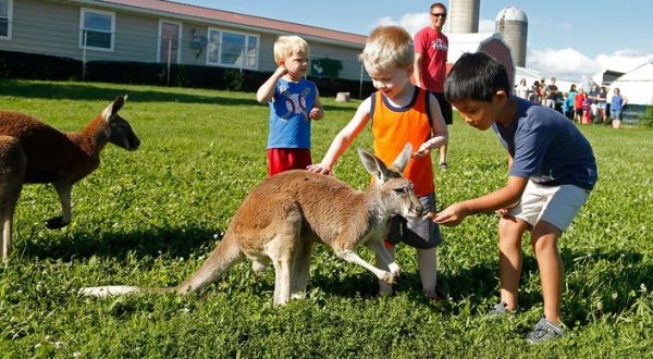 There’s A Kangaroo Farm In Iowa And You’re Going To Love It