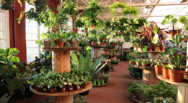 This Jungle-Like Greenhouse In Rhode Island Is A 4,000-Square-Foot Tropical Paradise