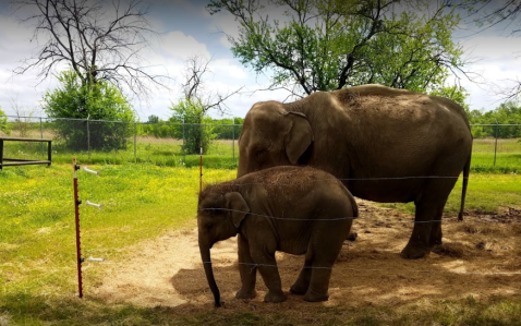 This Hidden Sanctuary In Oklahoma Is Home To One Of The Largest Herds Of Asian Elephants In America