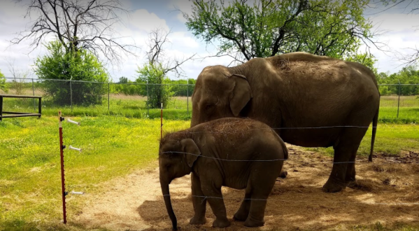 This Hidden Sanctuary In Oklahoma Is Home To One Of The Largest Herds Of Asian Elephants In America