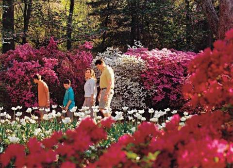 The Most Beautiful Azalea Festival In Oklahoma You Won't Want To Miss