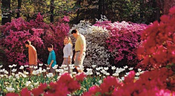 The Most Beautiful Azalea Festival In Oklahoma You Won’t Want To Miss