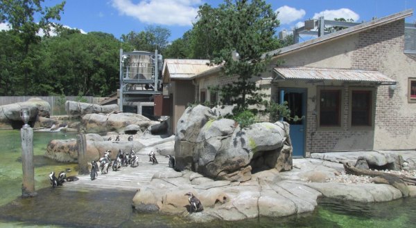 You Can Enjoy Breakfast With Penguins At This Maryland Zoo