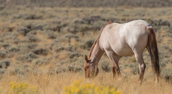 The Magical Place In Wyoming Where You Can View A Wild Horse Herd
