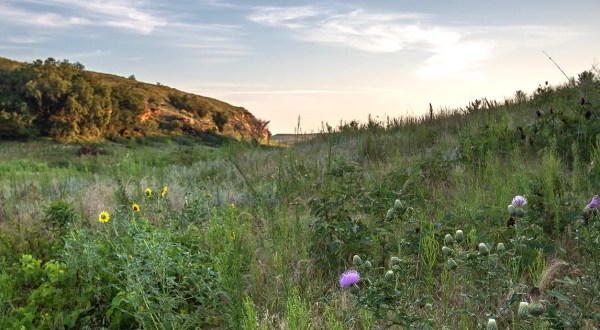 The 9 Best And Most Beautiful Places To See Wildflowers In Kansas This Spring