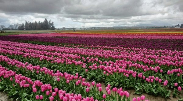 This Beautiful Tulip Festival Is One Spring Event In Washington You Don’t Want To Miss