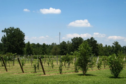 The Award-Winning Winery In Alabama We Know You Don't Want To Pass Up