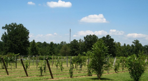The Award-Winning Winery In Alabama We Know You Don’t Want To Pass Up
