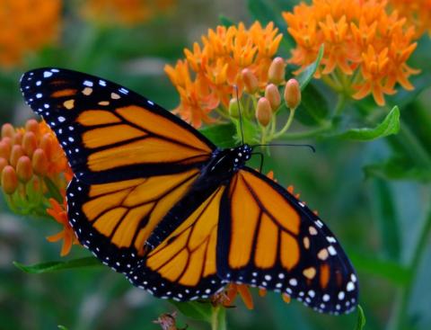 The Wildflowers In This State Park In Missouri Will Be In Full Bloom Soon And It’s An Extraordinary Sight To See