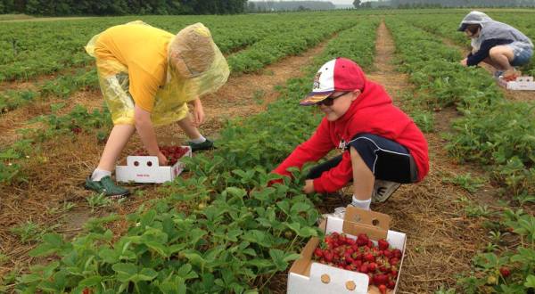 Take The Whole Family On A Day Trip To This Pick-Your-Own Strawberry Farm In Michigan
