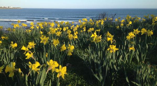 This Daffodil Festival In Rhode Island Will Enchant You Beyond Words