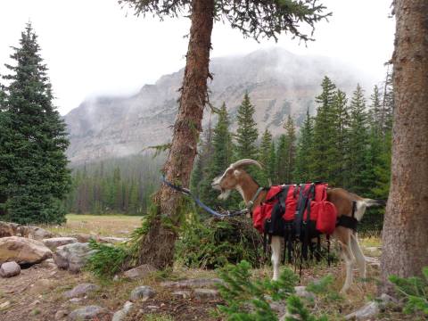 Go Hiking With Goats In Wyoming For An Adventure Unlike Any Other