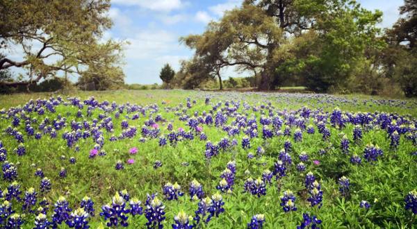 These 10 Stunning Bluebonnet Fields Around Austin Are Perfect For Your Next Family Photo