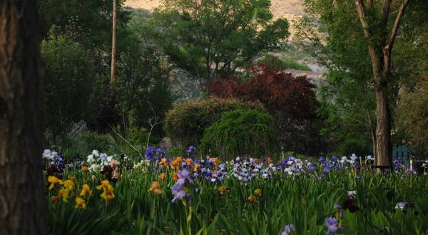 Visit This Iris Farm In New Mexico For That Beautiful Scenic Experience You Crave