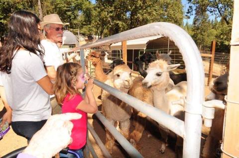 Visit This Northern California Alpaca Farm For A Fun And Fuzzy Adventure
