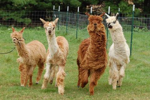 Visit This Wisconsin Alpaca Farm For A Fun And Fuzzy Adventure