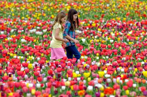 The Dreamy Tulip Farm In Virginia You'll Want To Visit This Spring