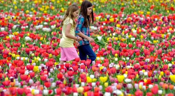 The Dreamy Tulip Farm In Virginia You’ll Want To Visit This Spring